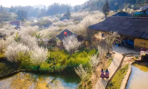  越南北部：李花清韵
