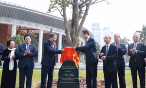 友谊树：中越友谊的绿色纽带 