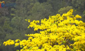 安子名山——黄梅盛开的季节