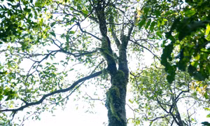 横模乡：新增5种茶树获评越南遗产树