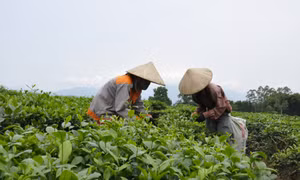 广宁省海河茶品牌走进国际市场展望