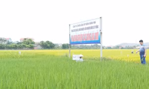 广宁——优质水稻品种培育之地