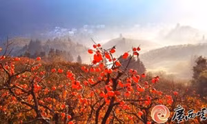霜降节气 品味广西月柿 