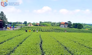 塘花乡：探索体验式旅游新路径