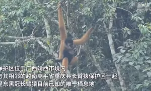 东黑冠长臂猿种群数量实现恢复性增长 