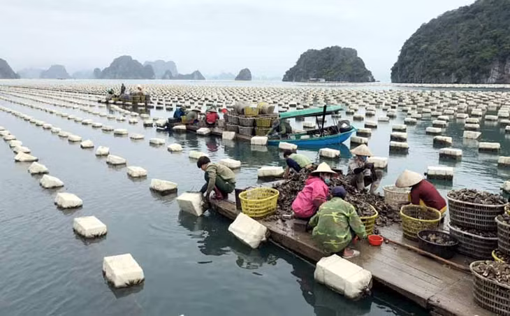 云屯县东舍乡一家软体动物养殖场。