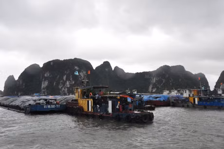 第14号台风登陆前，下龙湾和广宁省其他沿海区域约1000户人家被转移到安全地点。