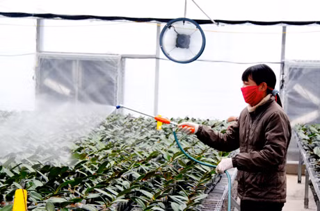 播种、种植等环节都在温室进行。