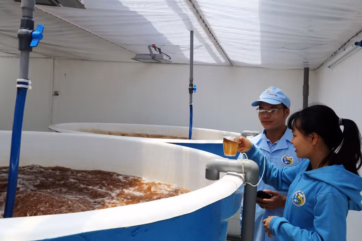 Artemia生产技术是重要的环节之一以为虾苗生产具有高维生素含量和必要营养成分的新鲜饲料。