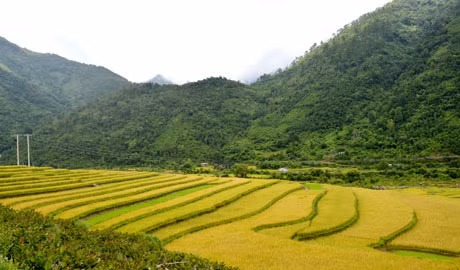 Những thửa ruộng lúa bậc thang đang vào độ chín.
