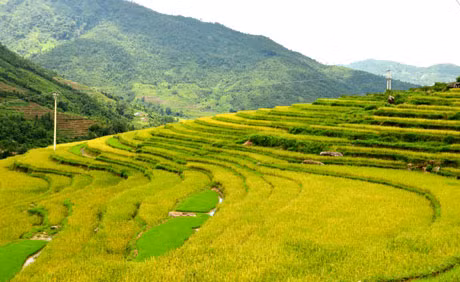 Những thửa ruộng bậc thang vàng ruộm.