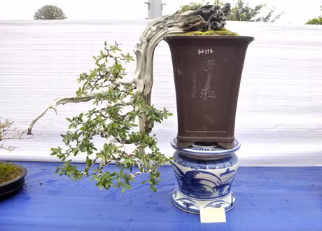 Một số dáng cây độc đáo được các nghệ nhân mang tới trưng bày.