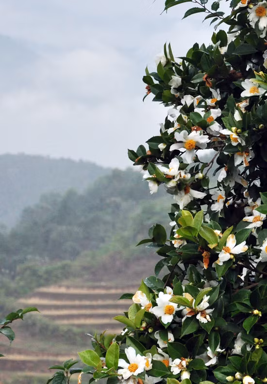 本季节来访平辽，游客还可欣赏当地花卉。