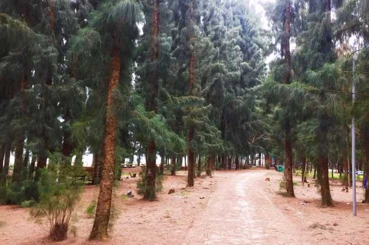 游客前来盖栴岛时，可以沉浸在湛蓝的海水中，在直立的木麻黄树丛中漫步，或者躺在摇曳的吊床上，呼吸大海中的凉风。
