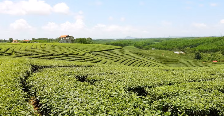 广龙乡绿油油的茶海风光 ảnh 6