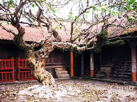 茶古亭700岁老树。