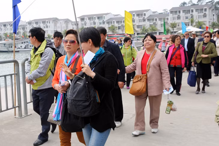 游客经巡洲国际游客港参观下龙湾。
