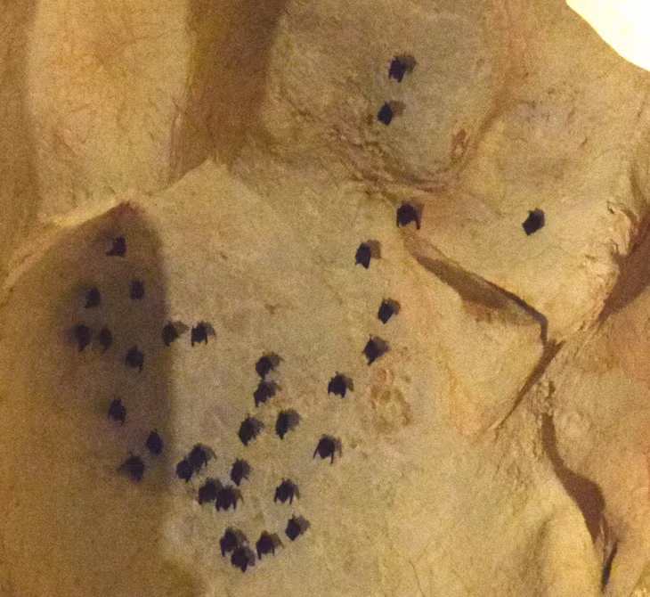 蝙蝠洞中生活着数百只蝙蝠。