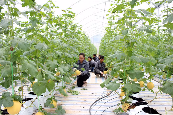 在塑料房屋中采用高科技种植瓜和蔬菜项目是潭河县发展高科技农业的重点项目之一。