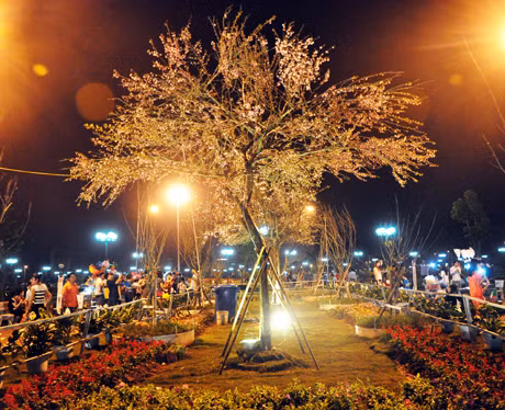 Hoa anh đào Nhật Bản nở rực rỡ giữa phố biển Hạ Long.
