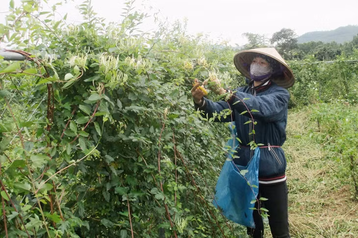 橫蒲县精华绿色草药合作社员工收割草药。