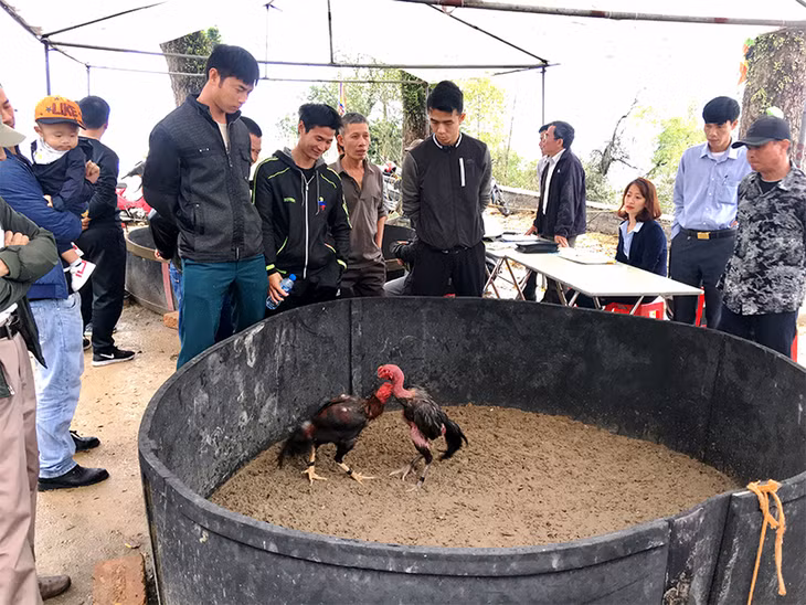 Chọi gà là trò chơi dân gian không thể thiếu trong mỗi dịp hội đền.