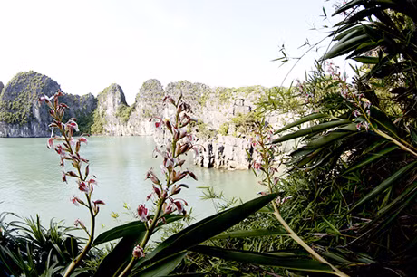 Hoa Riềng, một loài hoa dân dã, vốn rất quen thuộc ở các miền quê, cũng góp mặt vào vườn hoa trên Vịnh.