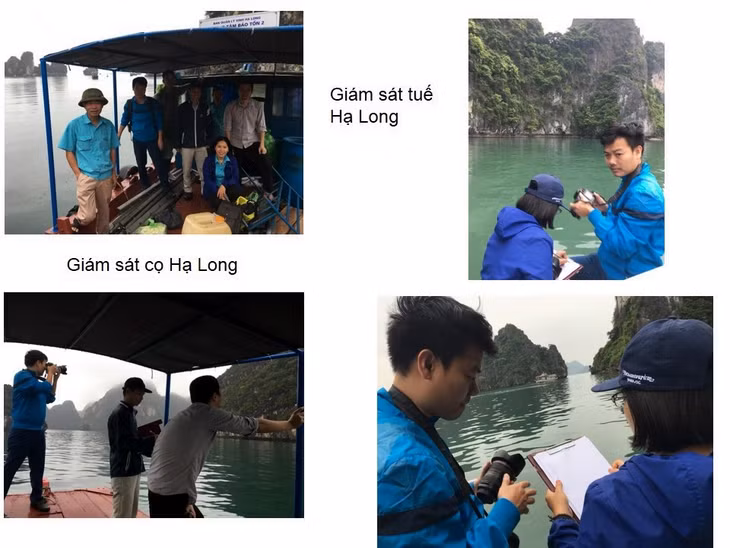 下龙湾管理委员会跟专家小组开展下龙湾特有植物种类监测工作。