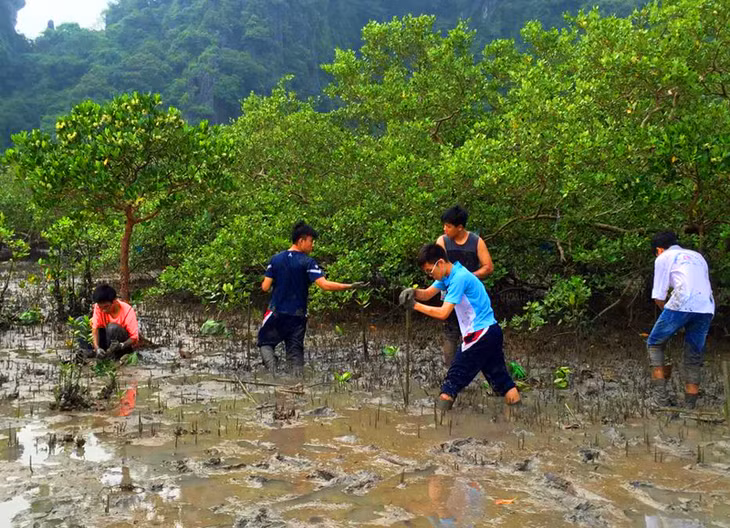 学生们参加种植红树林。