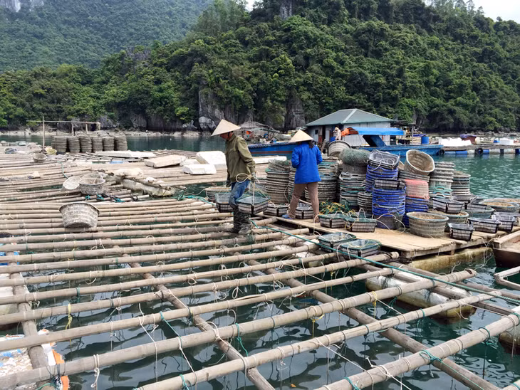 云屯县本莲乡渔民养殖蛤利。