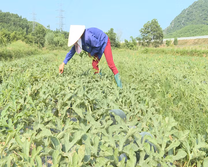横葡县西瓜种植面积不断扩大。