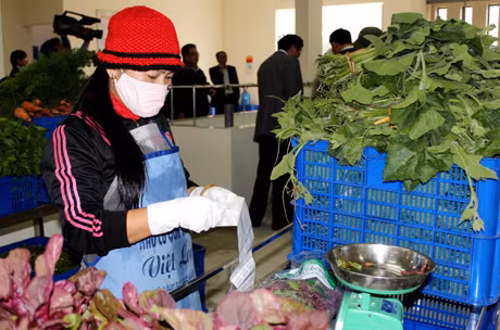 越龙公司工人处理安全蔬菜。