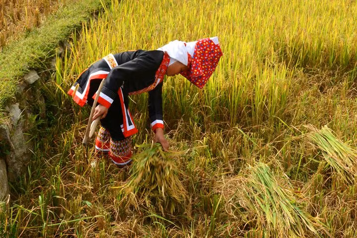 Cô gái Dao trong ngày mùa.
