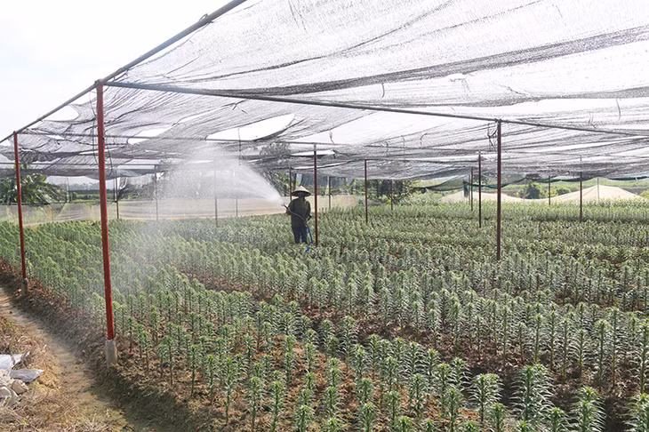 东朝市平西乡种花农民细心护养花草。
