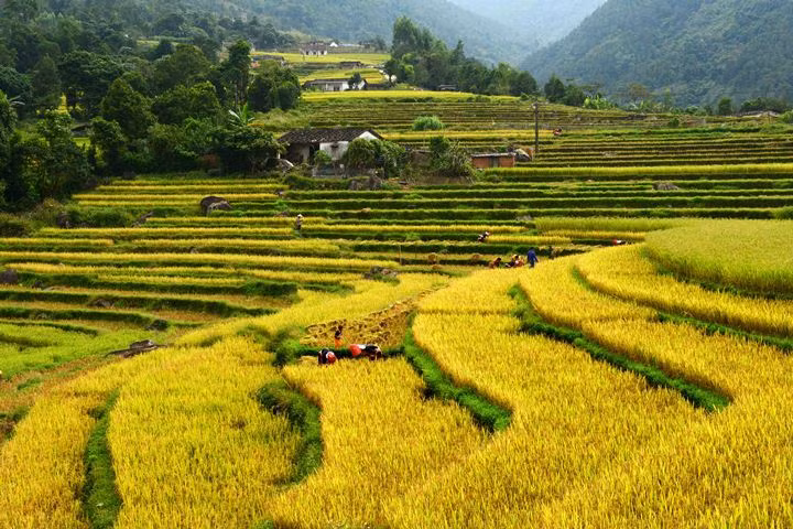 Bản trên cao mùa gặt 