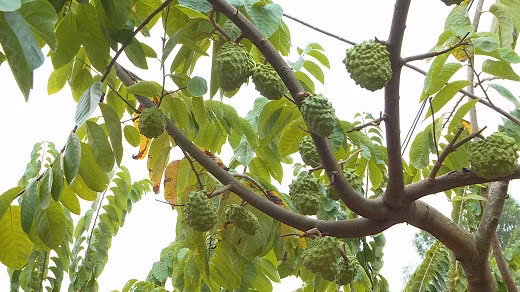 台湾释迦果树收获累累。