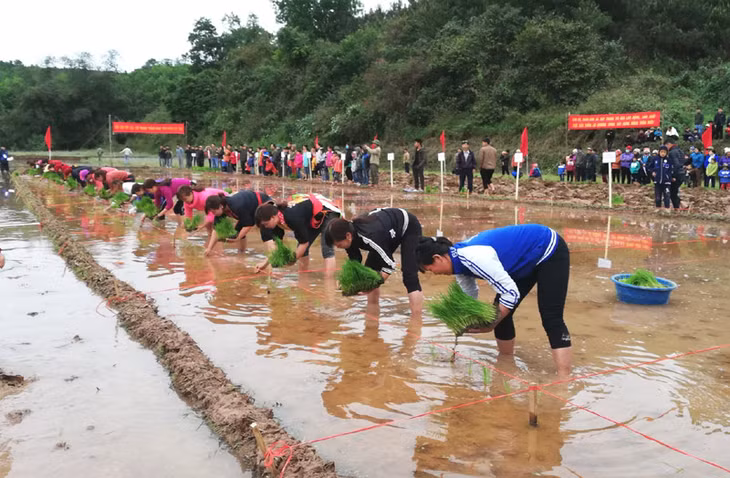 Các thợ cấy được tuyển chọn từ những thợ giỏi nhất của các thôn, bản trong xã.