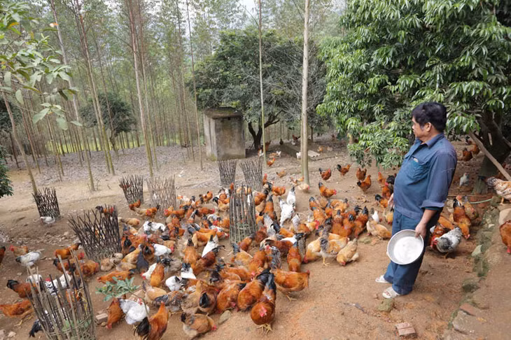 Chăn nuôi gà là mô hình kinh tế hiệu quả, giúp người dân thoát nghèo tại huyện Tiên Yên.