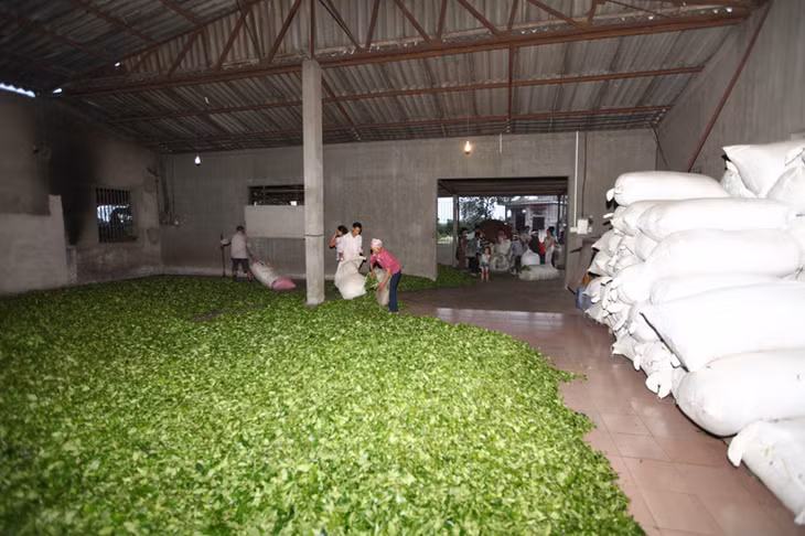 Chè là một trong những loại cây chủ lực của huyện Hải Hà, đem lại hiệu quả kinh tế cao.