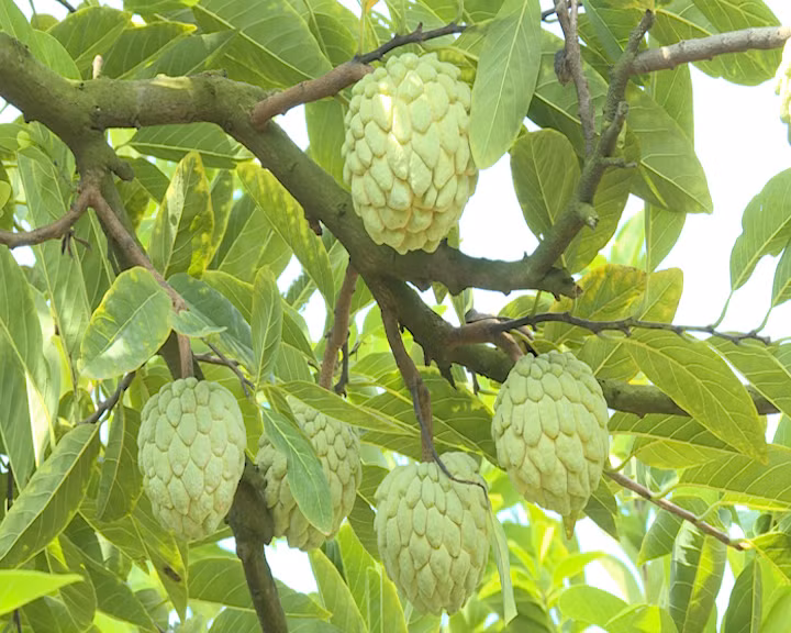 越民乡进入番荔枝收获季节。