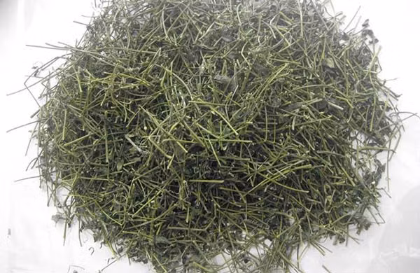  绞股蓝茶