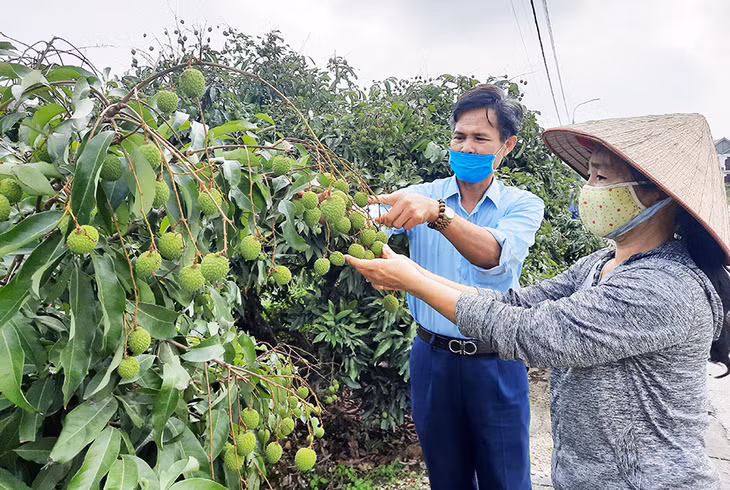 方南早熟荔枝准备收获。