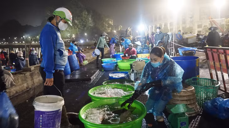 在下龙市海产批发市场上出售着许多海产货品以确保市民的需求。