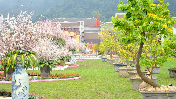Con đường hoa được tạo nên từ hoa anh đào và mai vàng Yên Tử tạo nên một bức tranh đầy màu sắc, tô thắm thêm cho tình hữu nghị bền chặt giữa 2 quốc gia