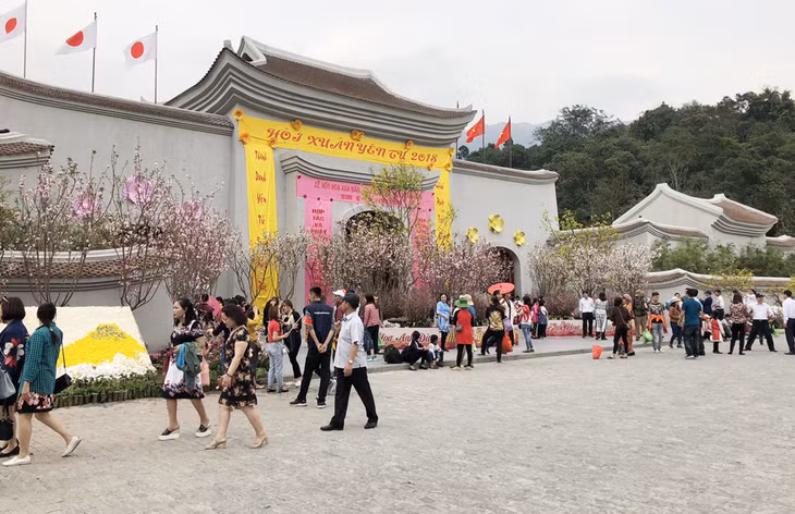 安子黄梅花樱花节在广宁省常年举办，吸引众多游客前来参加