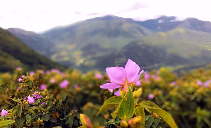 7、8月是高黎山上花盛开季节。