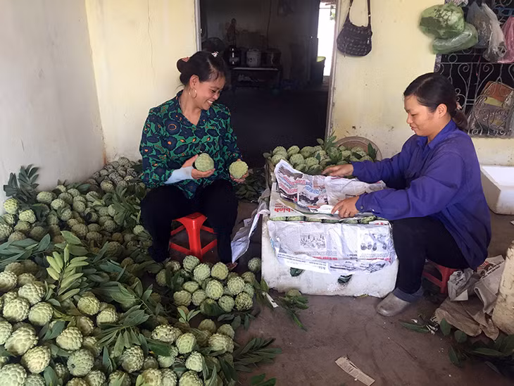 采用越南良好农业规范认证标准（VietGap）番荔枝果实。