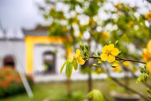 安子黄梅花 – 佛教圣地的珍贵花种