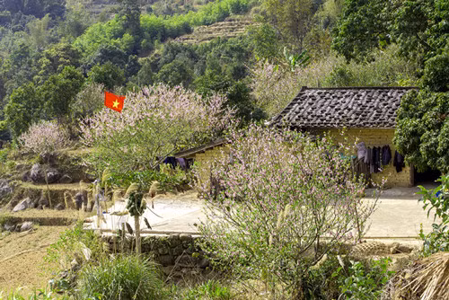 当地少数民族同胞房子前面种植了很多桃花树。