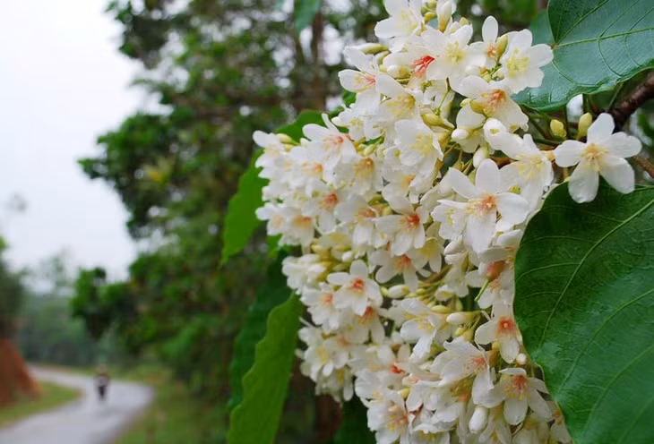 千年桐花绽放在平辽县各条道路两边。